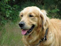 15 Surprising Stats About Pet Care